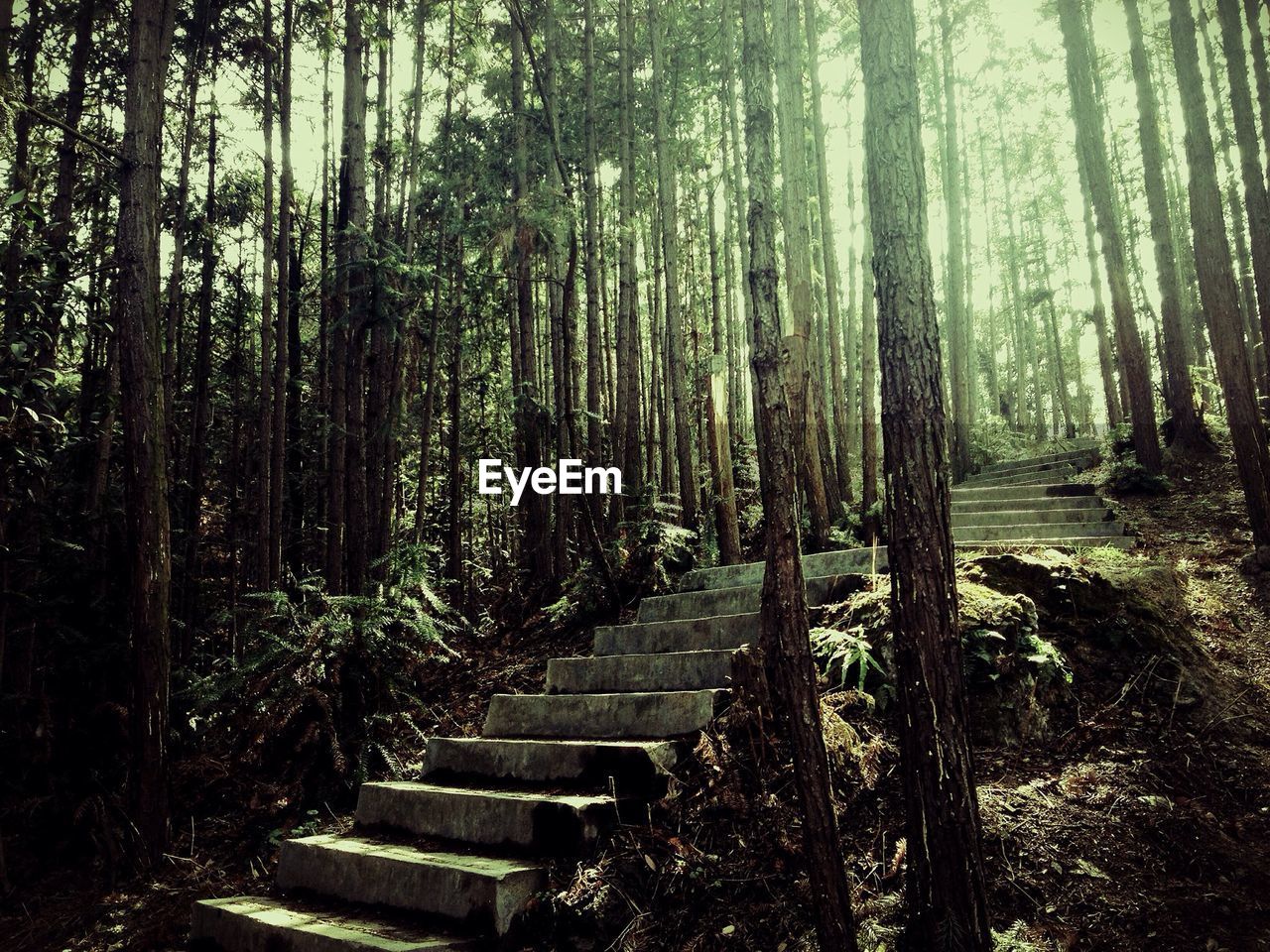 Stairs along trees in the forest