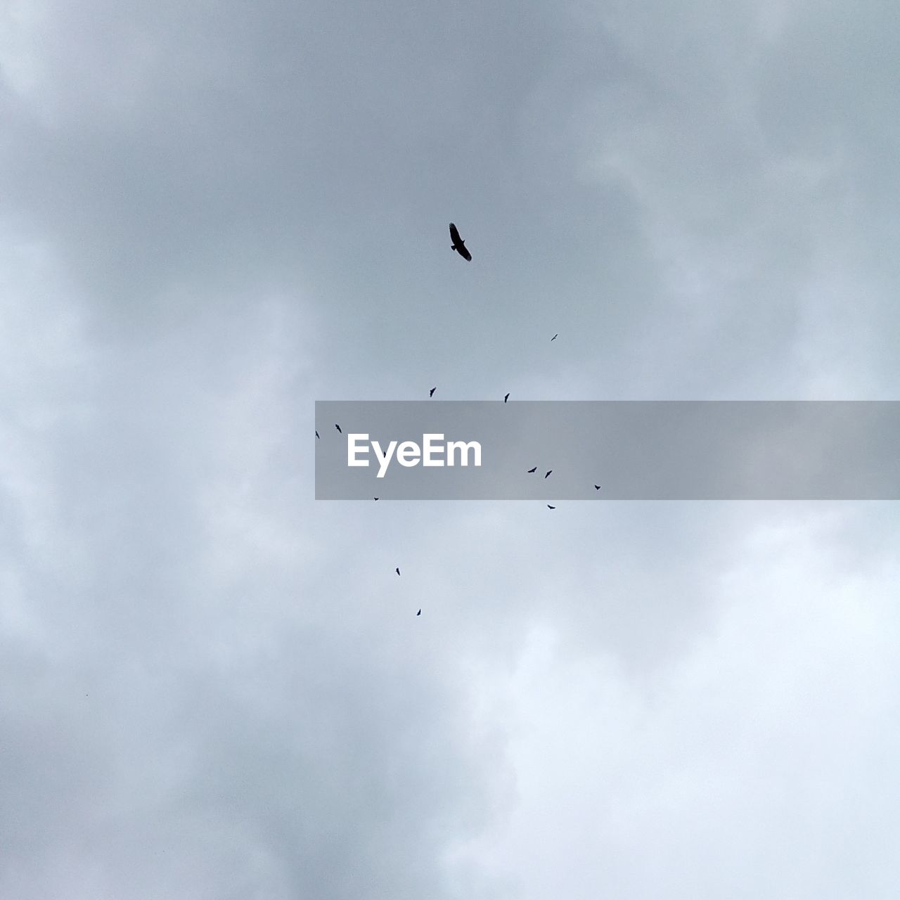 BIRDS FLYING IN SKY