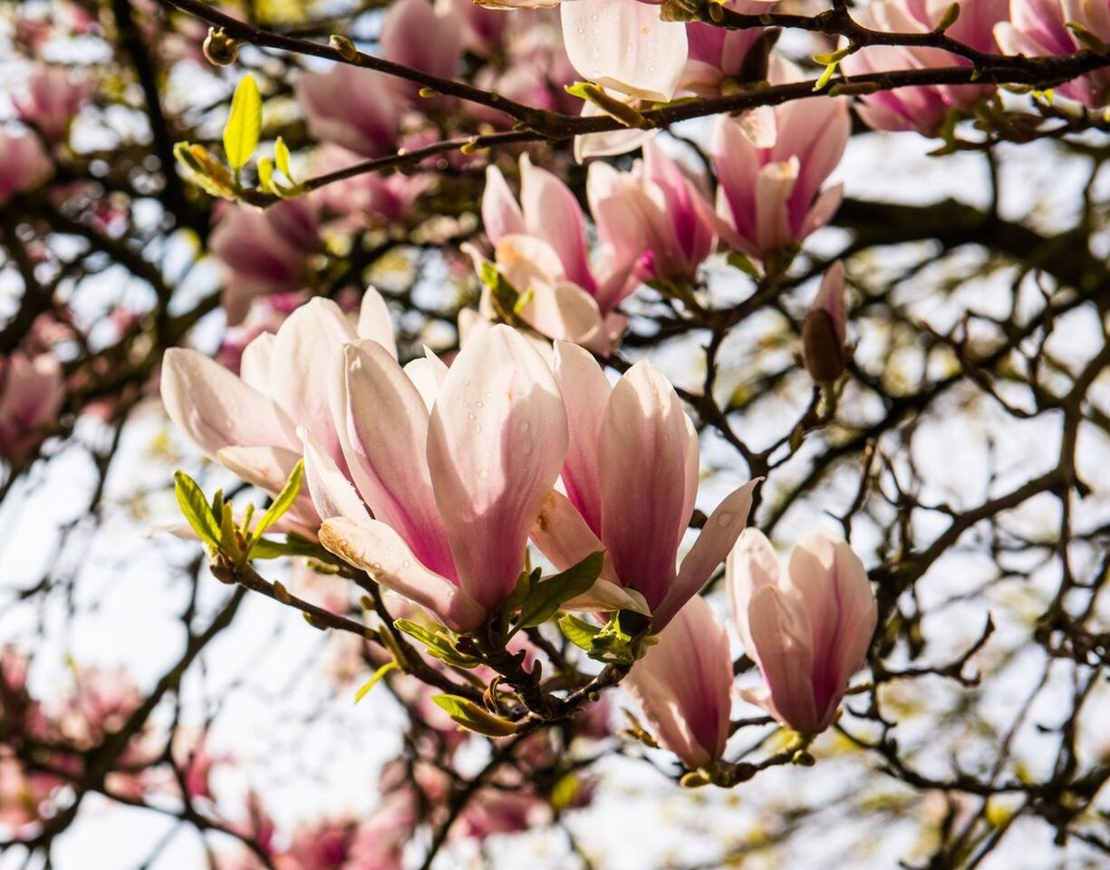 Close-up of magnolia blossoms in spring