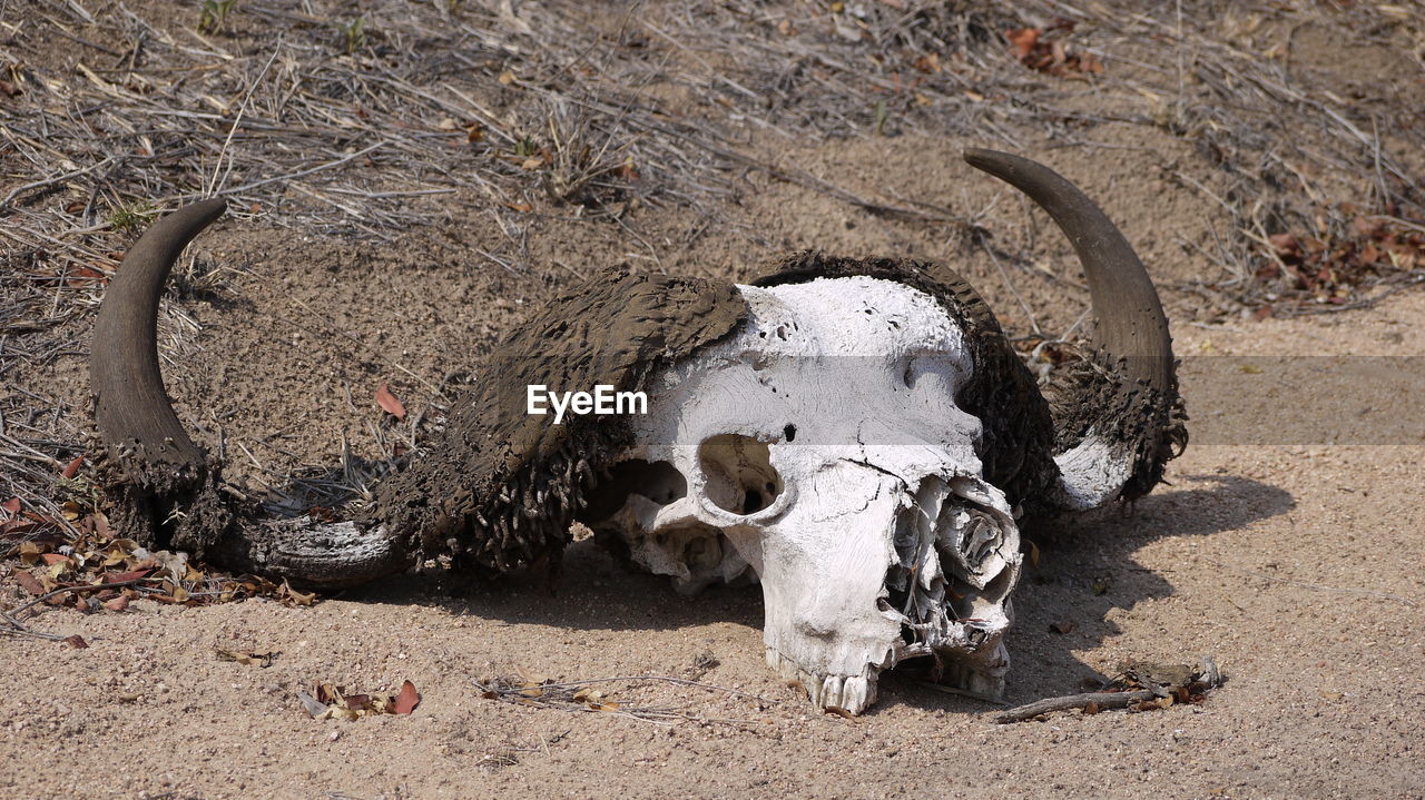 HIGH ANGLE VIEW OF ANIMAL SKULL IN THE FIELD