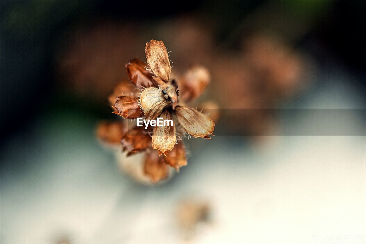 Close-up of dried flower on plant