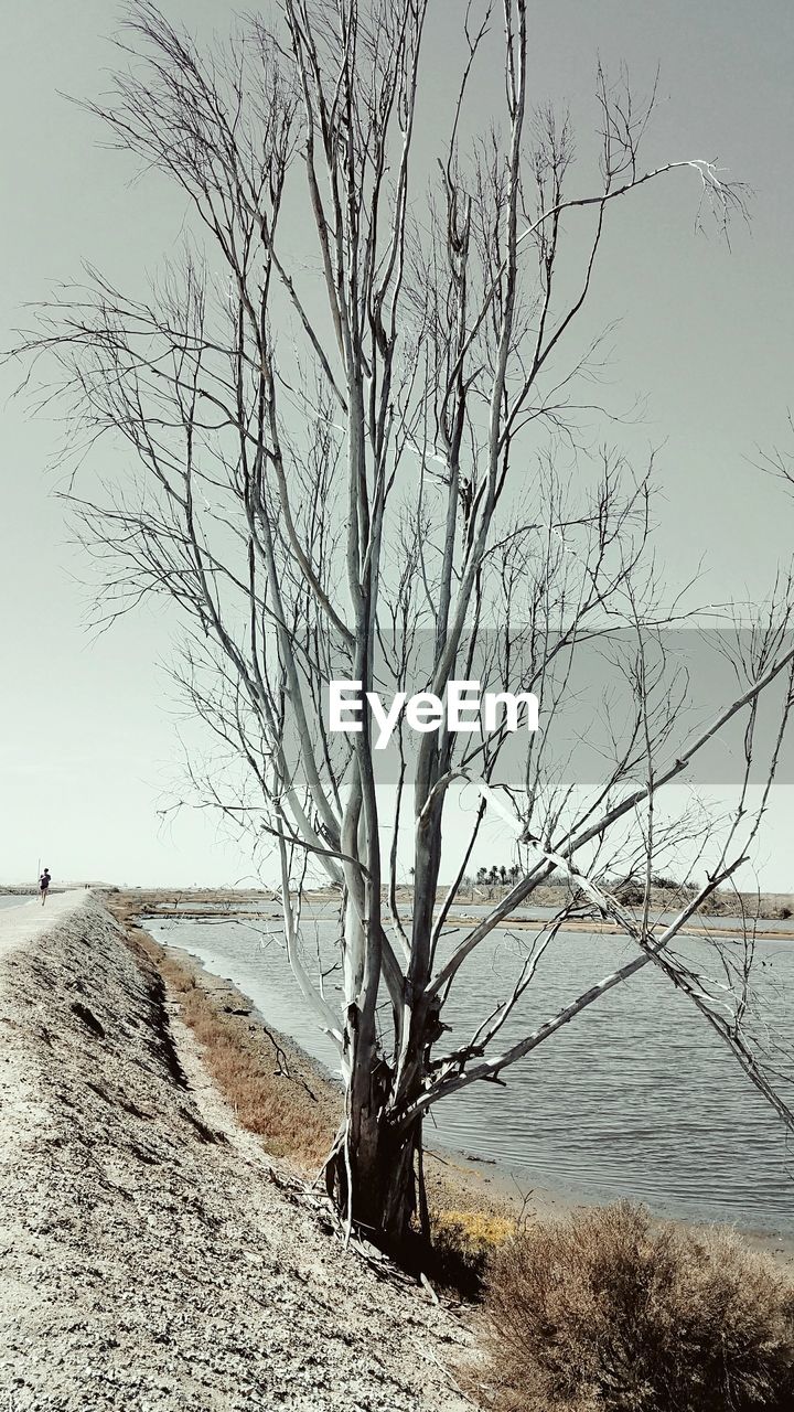 BARE TREE AT BEACH AGAINST CLEAR SKY