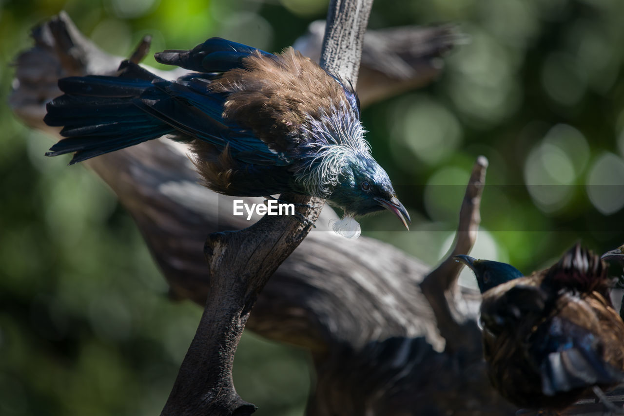 CLOSE-UP OF BIRD PERCHING ON TREE