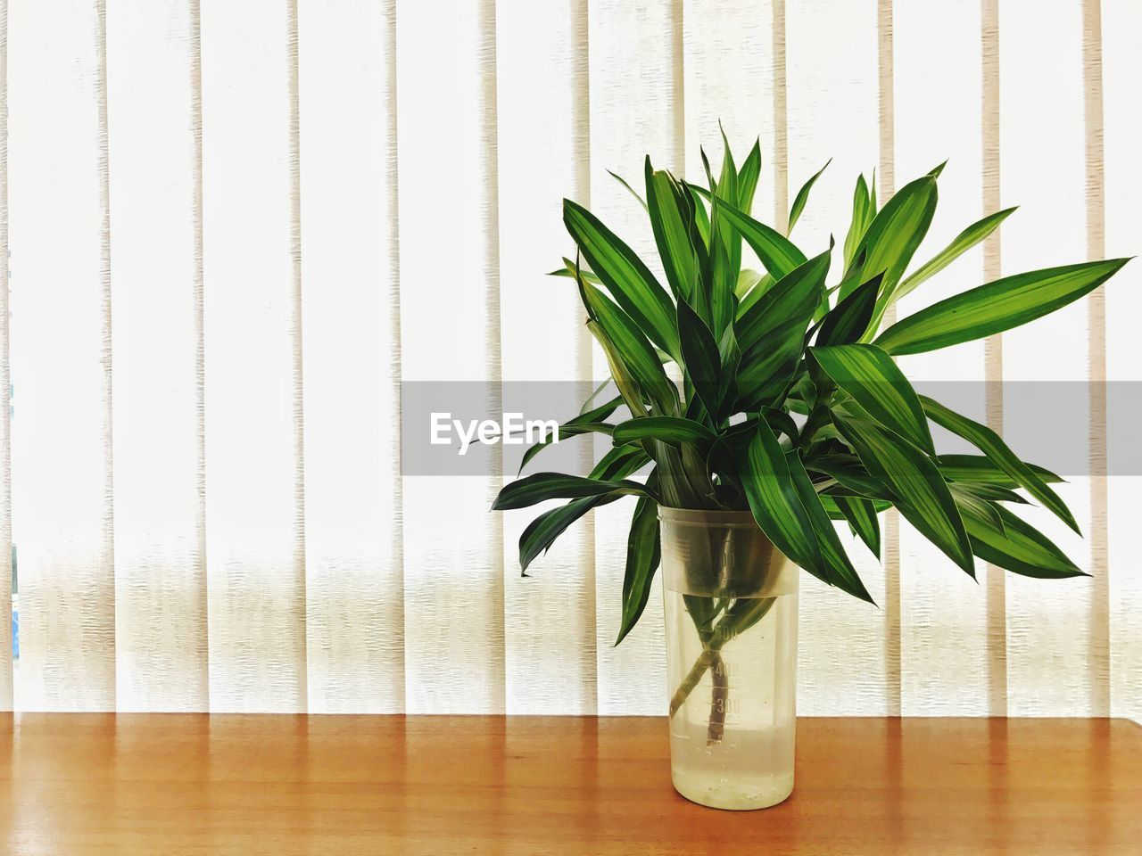 CLOSE-UP OF PLANT ON TABLE