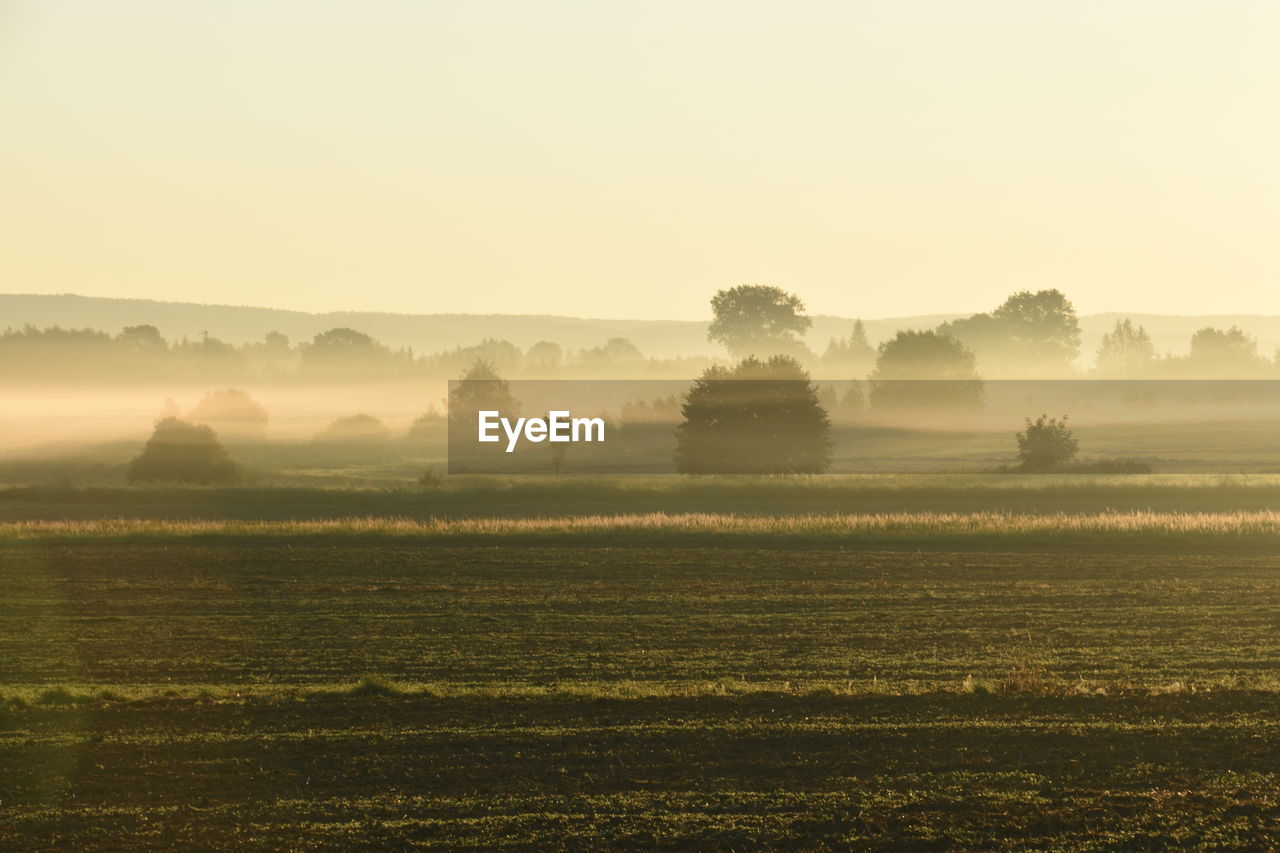 Scenic view of agricultural field at sunrise