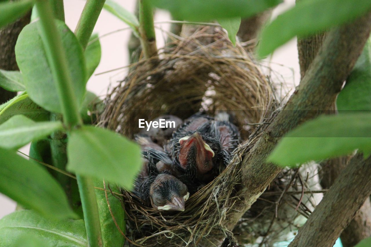 Close-up of new born birds in nest