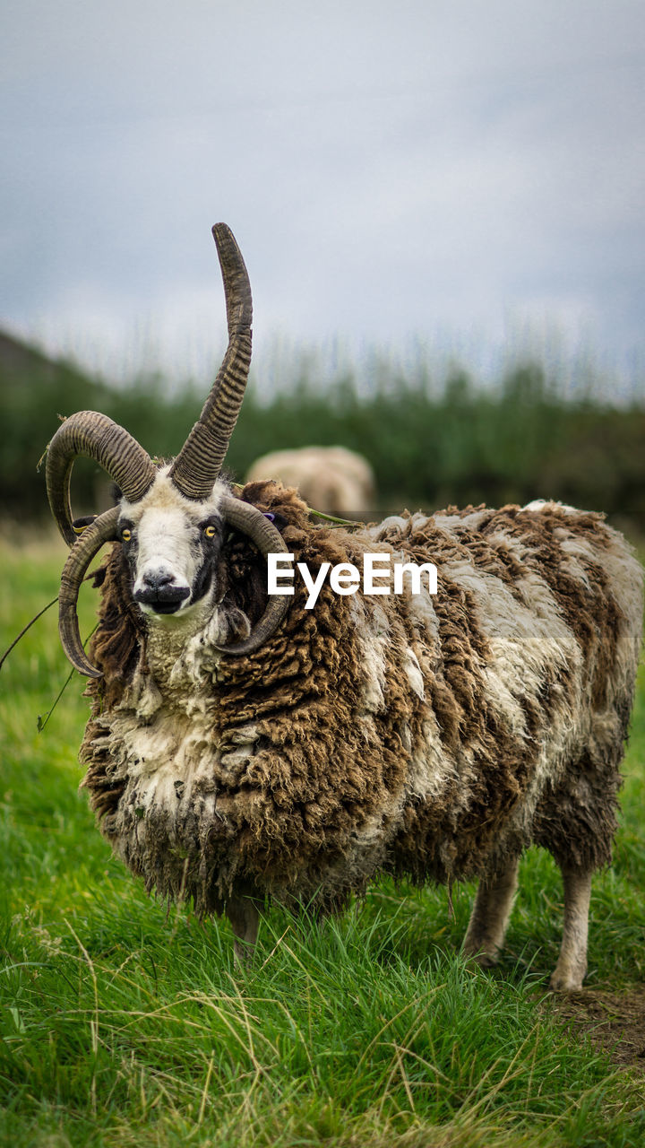 Close-up of sheep grazing on grassy field