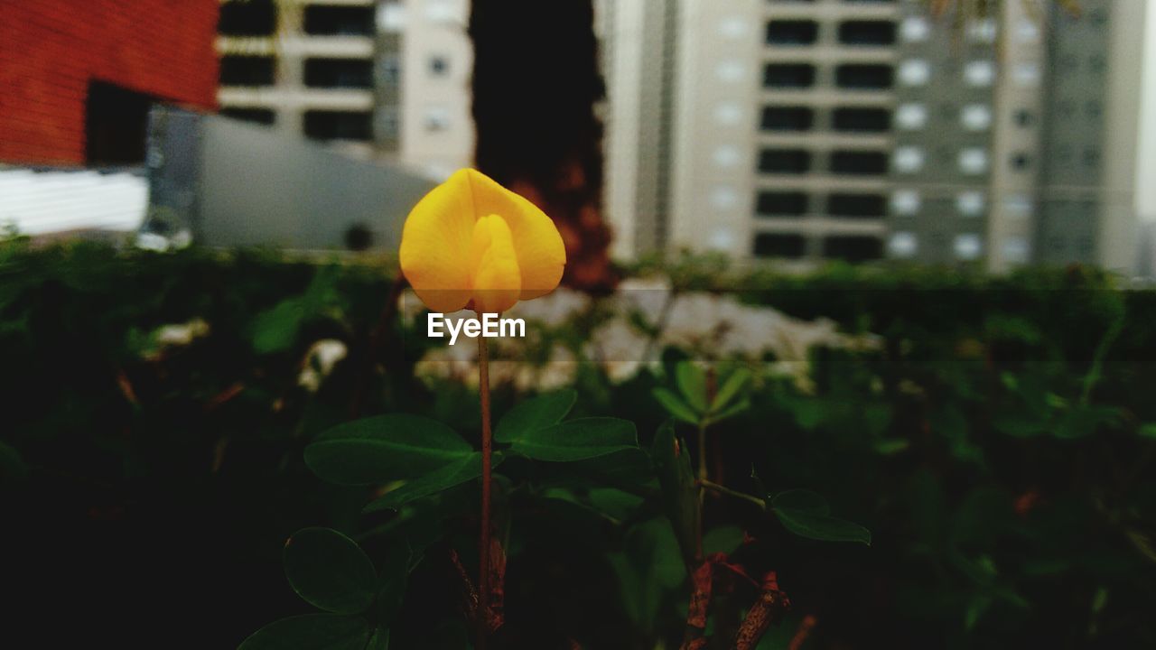 CLOSE-UP OF YELLOW FLOWER