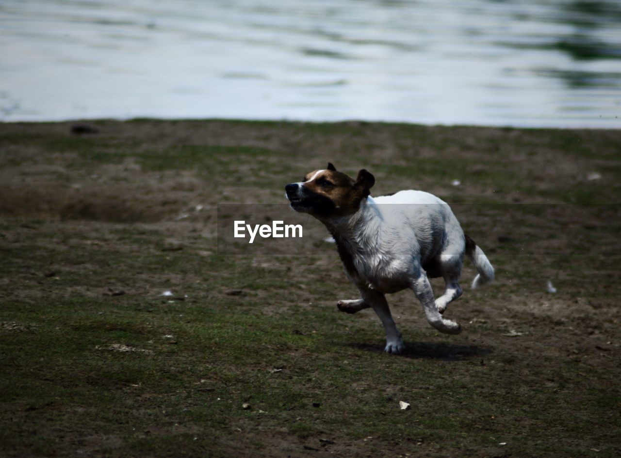 Dog running in a field