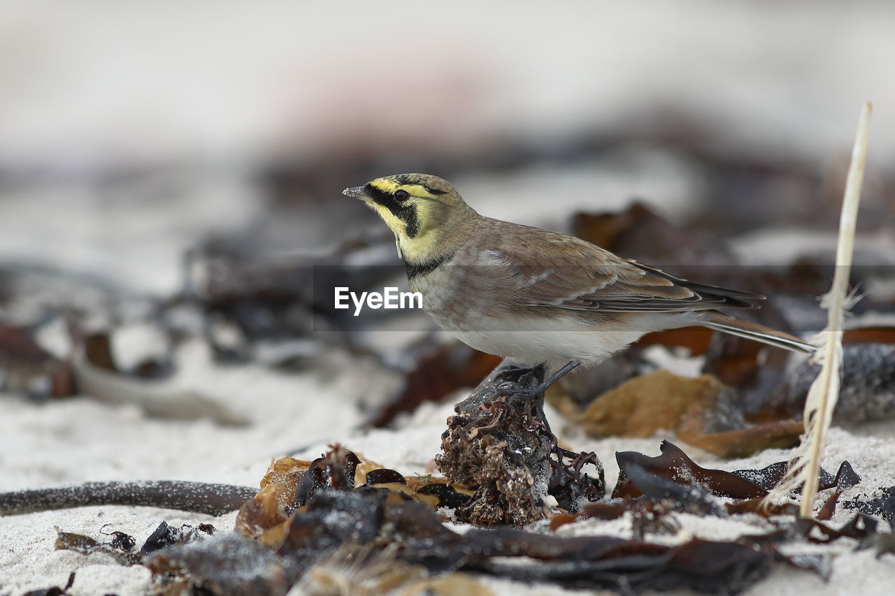 CLOSE-UP OF BIRD PERCHING ON A LEAF