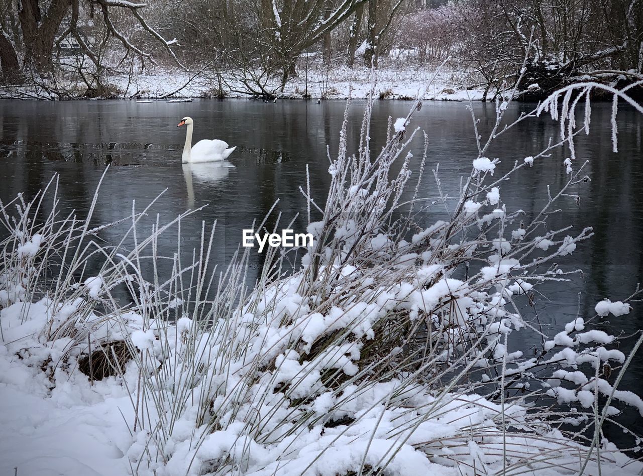 VIEW OF BIRD IN LAKE