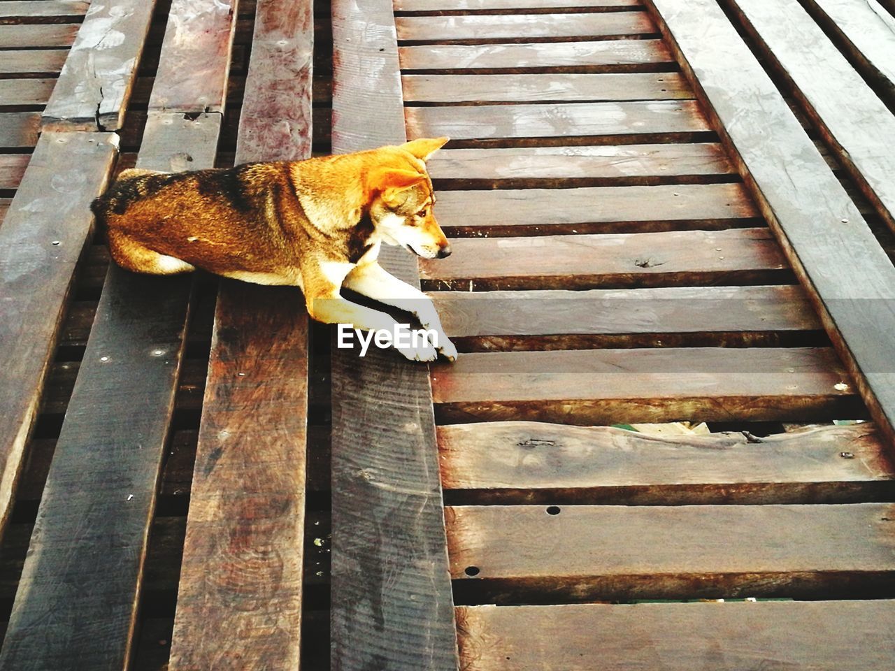 CAT YAWNING ON WOOD BY ROAD