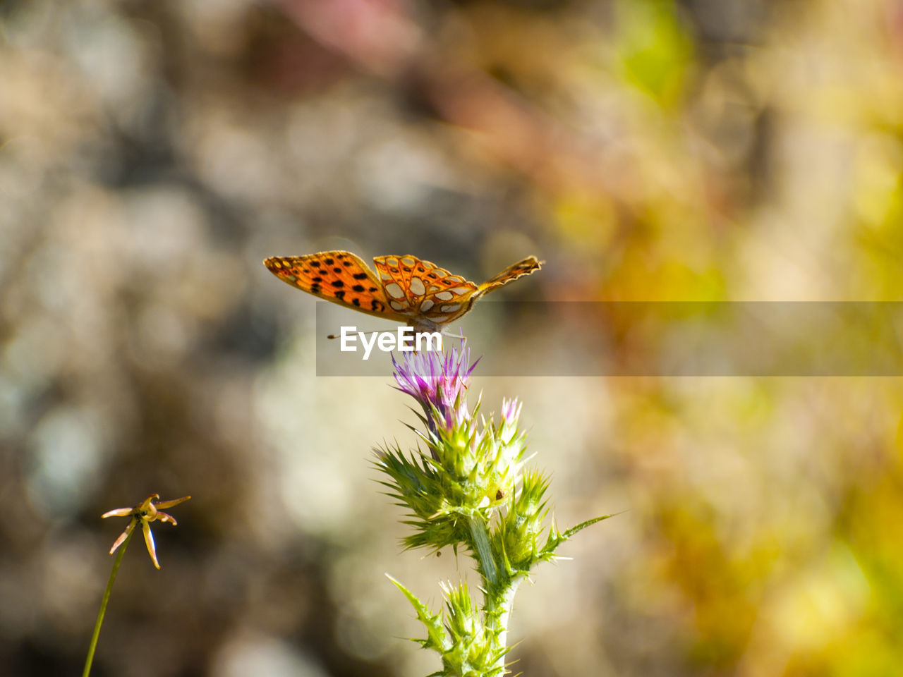 Close-up of butterfly on flower