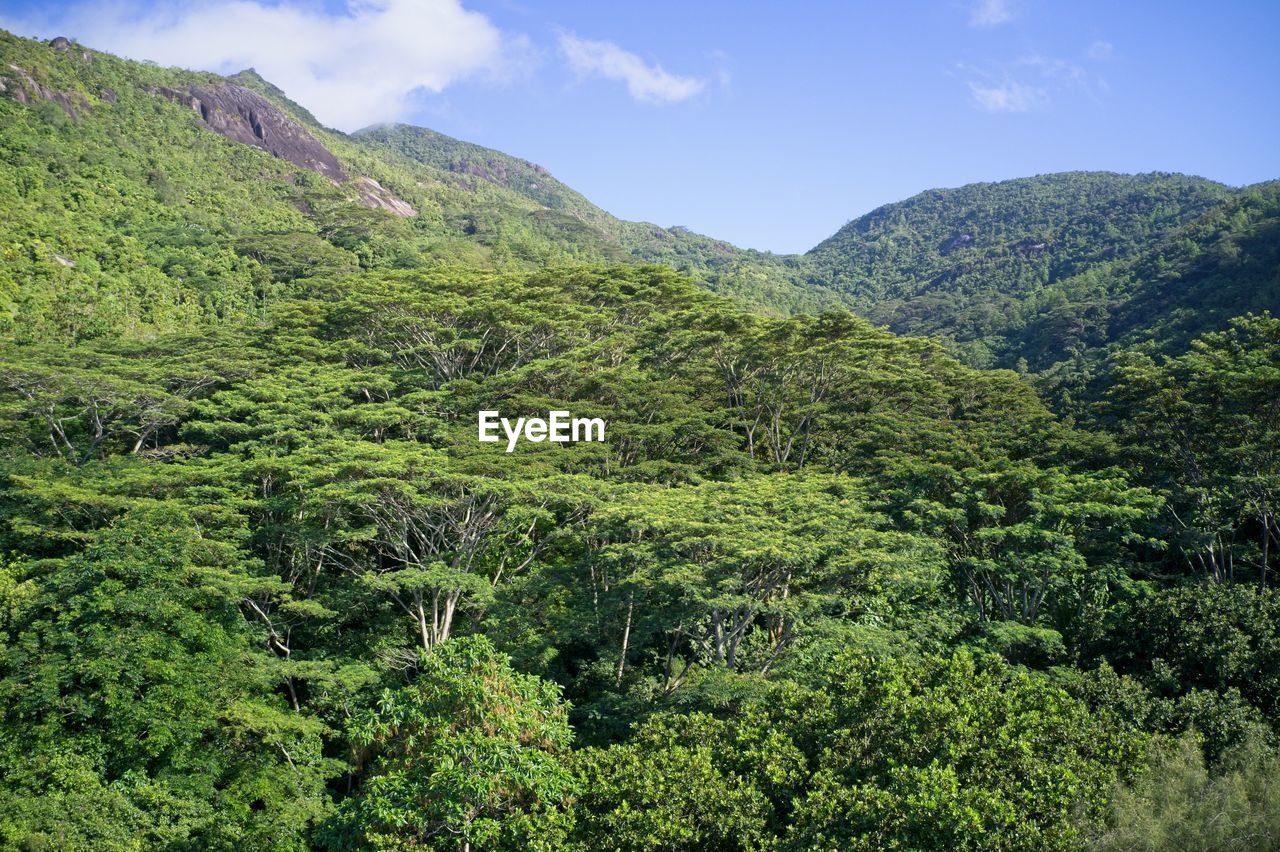 Drone field of green tree canopy and forest mahe, seychelles.