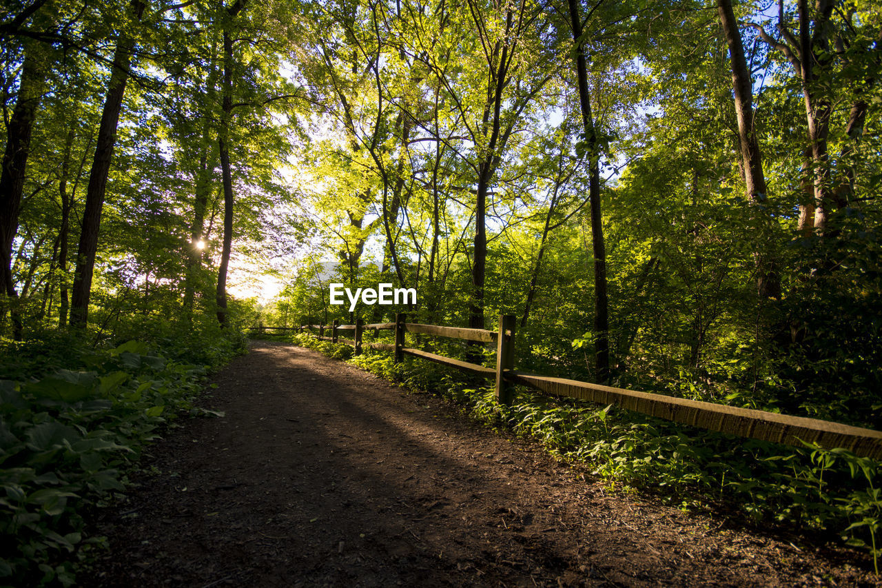 FOOTPATH IN FOREST