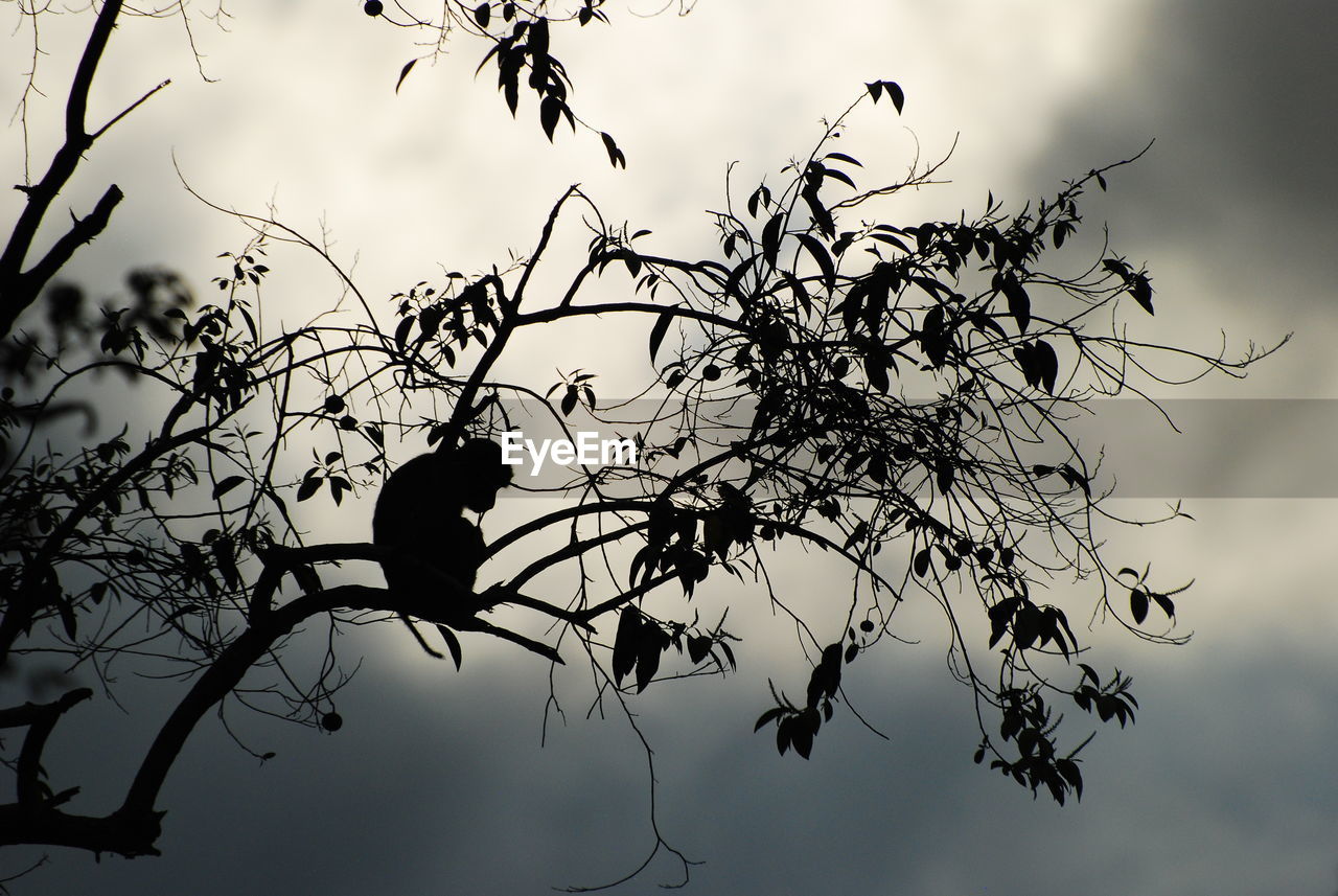 LOW ANGLE VIEW OF SILHOUETTE BIRD PERCHING ON TREE