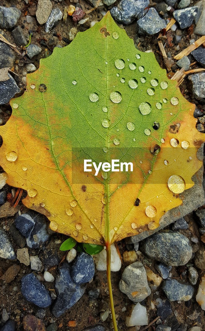 CLOSE-UP OF WET YELLOW LEAF ON WATER