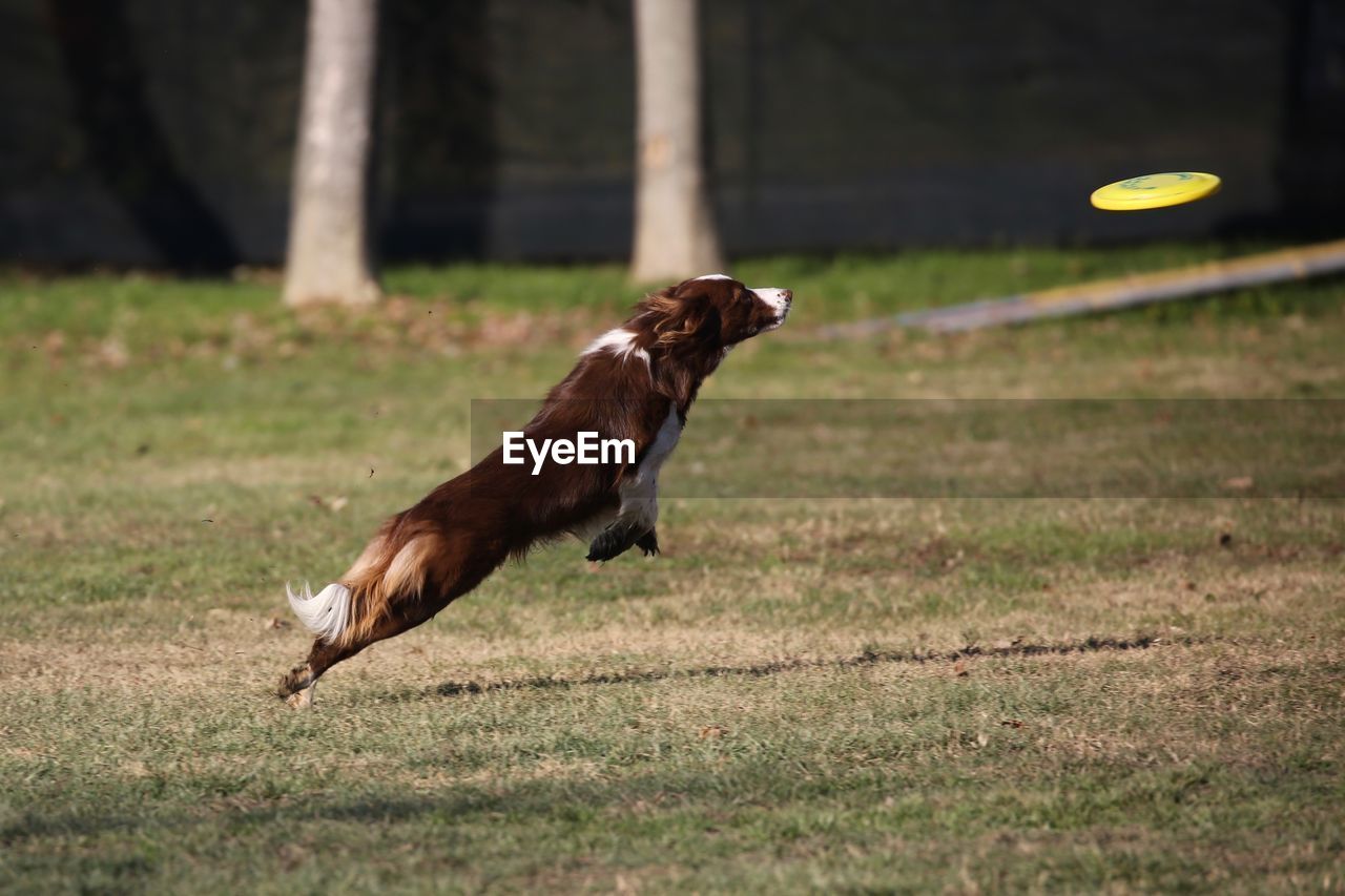 Side view of a jumping dog