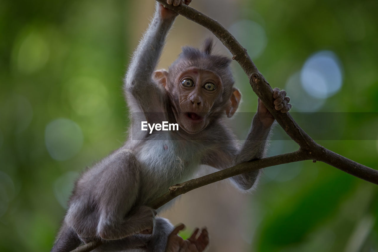 Close-up portrait of monkey infant on branch in forest