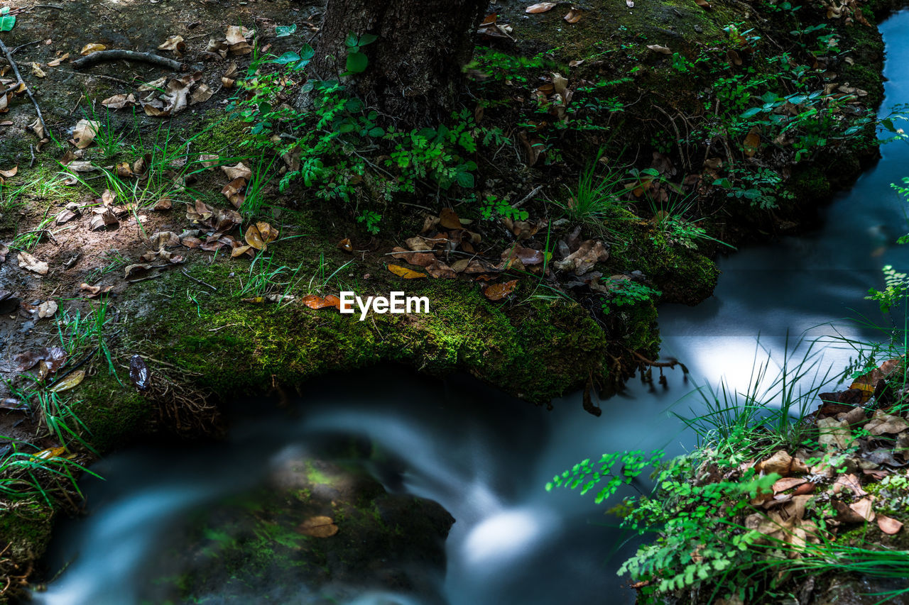 Plants growing on rocks in forest
