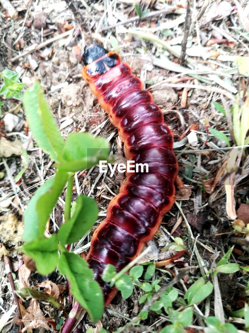 HIGH ANGLE VIEW OF CATERPILLAR ON FIELD