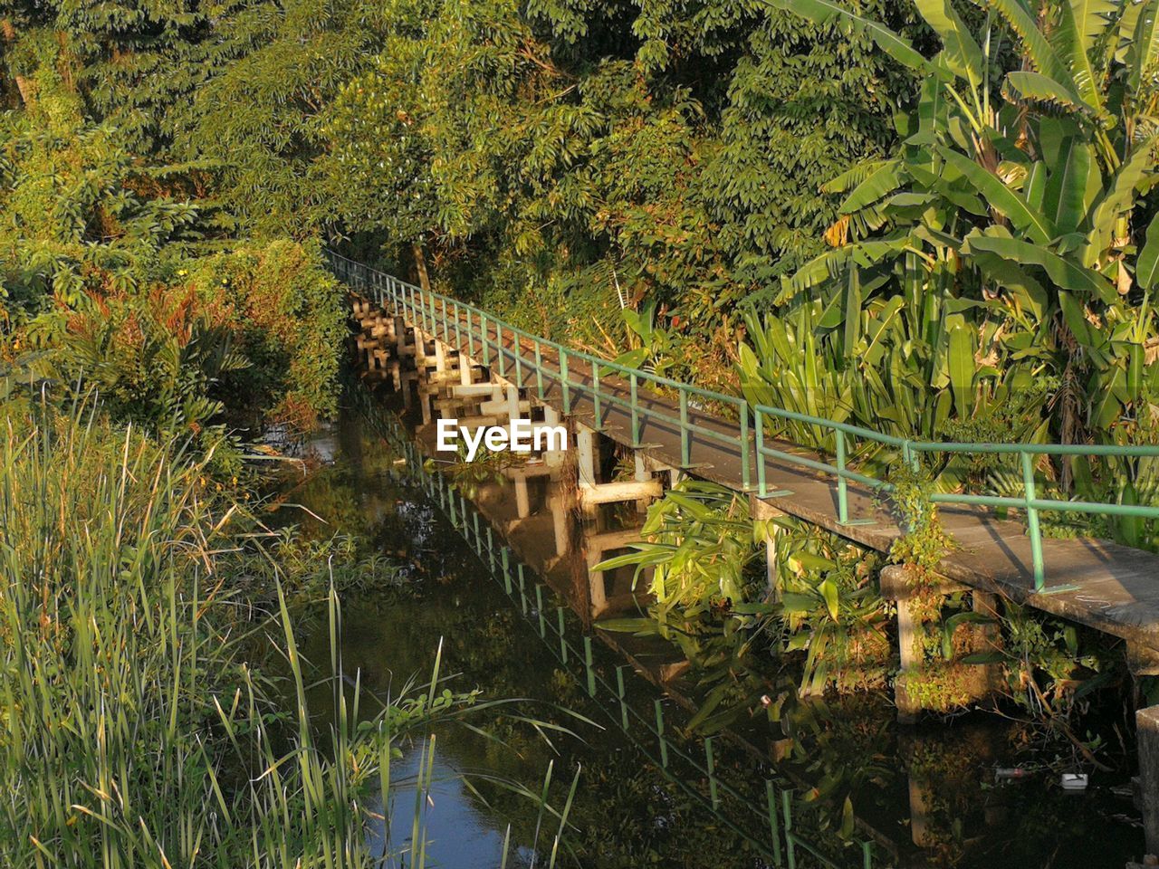 PLANTS GROWING BY LAKE