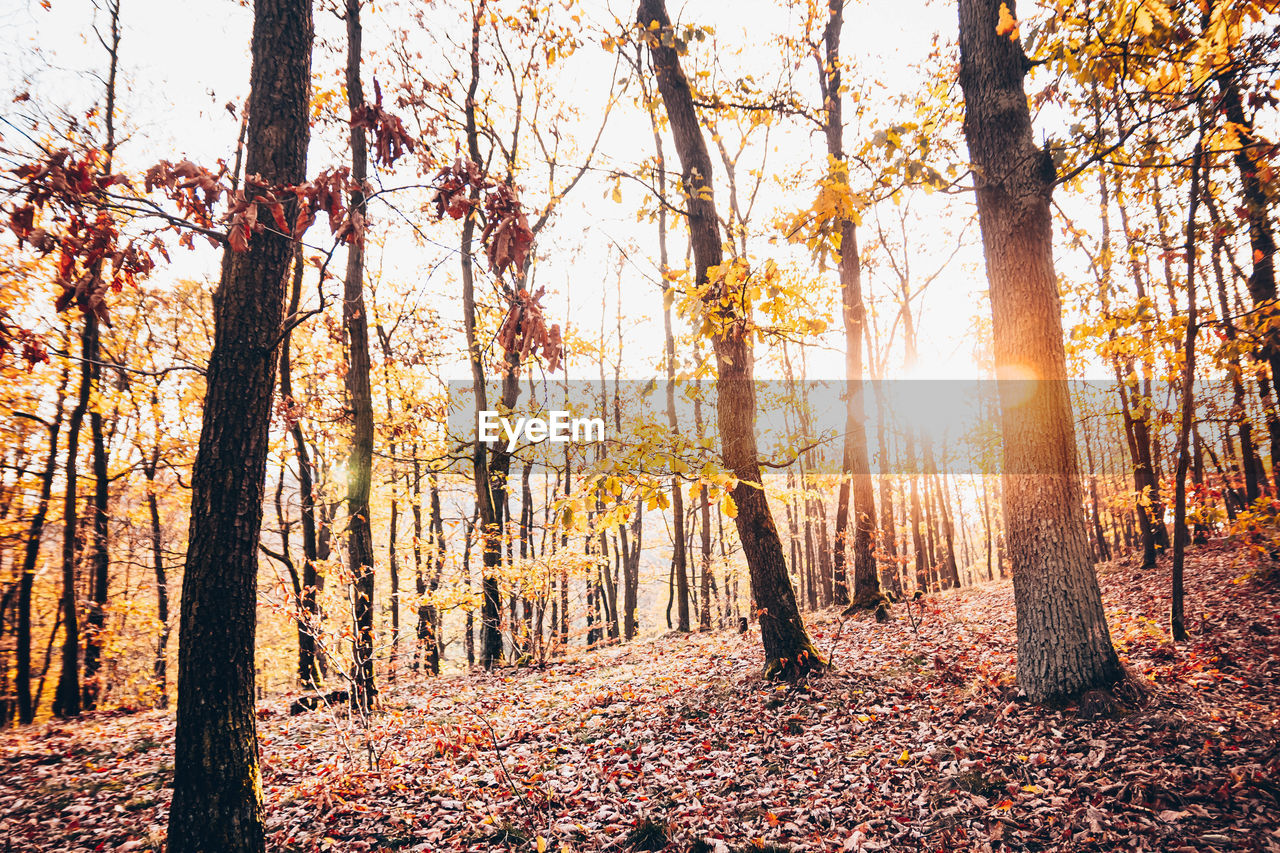 SUN STREAMING THROUGH TREES IN FOREST