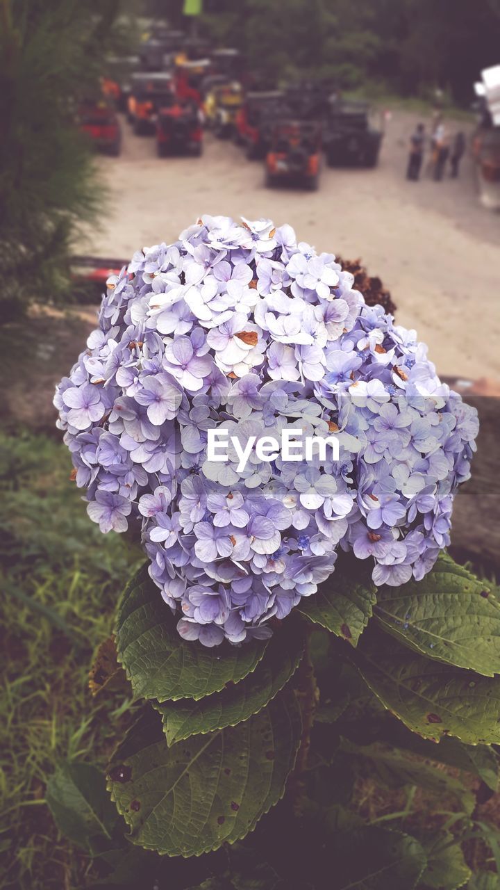 flower, plant, flowering plant, nature, beauty in nature, close-up, freshness, fragility, hydrangea, growth, petal, day, flower head, no people, focus on foreground, inflorescence, purple, outdoors, leaf, plant part, high angle view, lilac