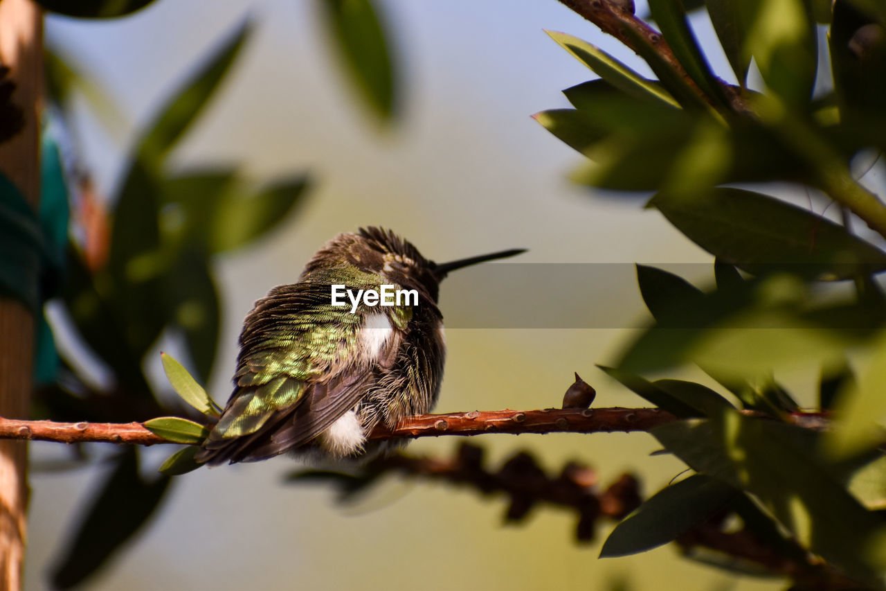 CLOSE-UP OF BIRD PERCHING ON TREE