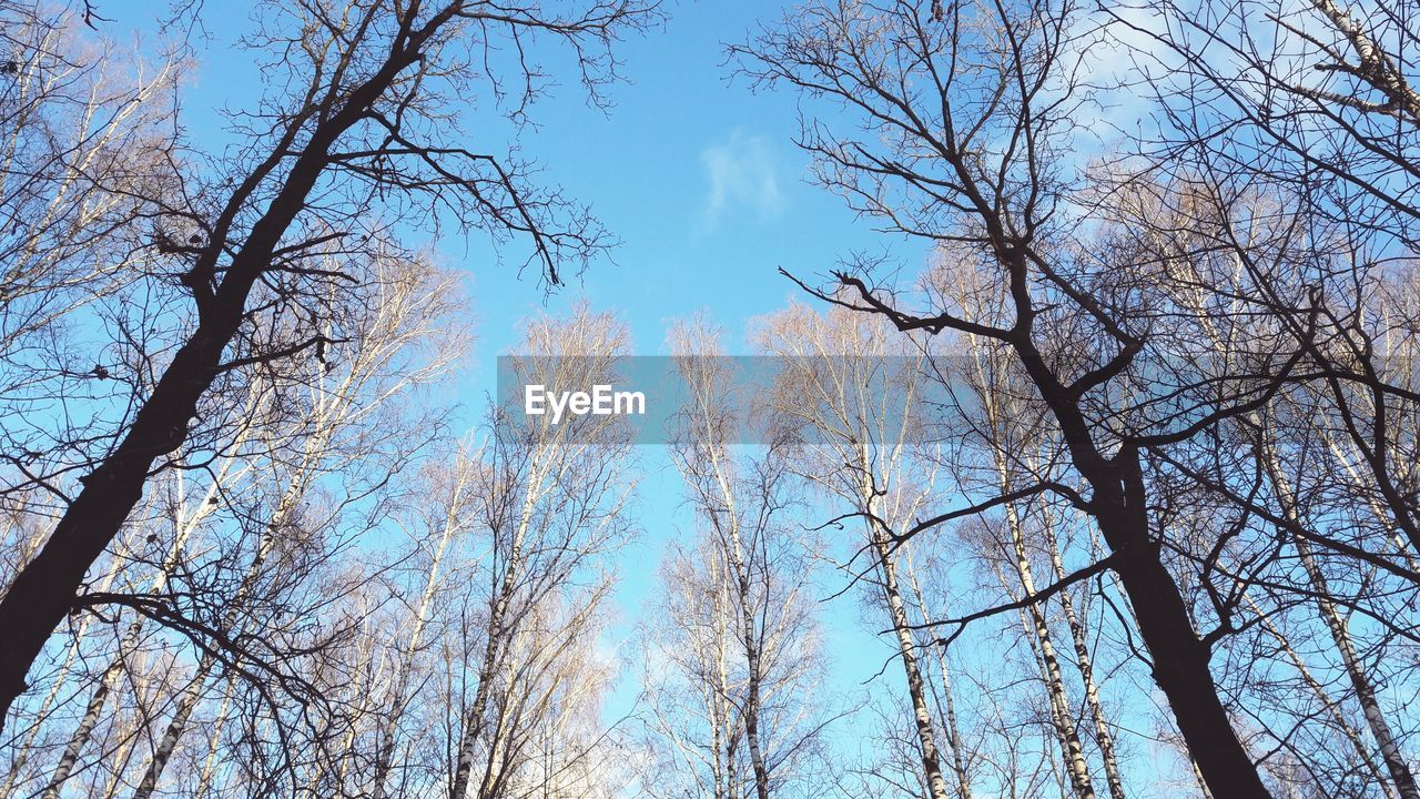 CLOSE-UP LOW ANGLE VIEW OF TREES AGAINST SKY