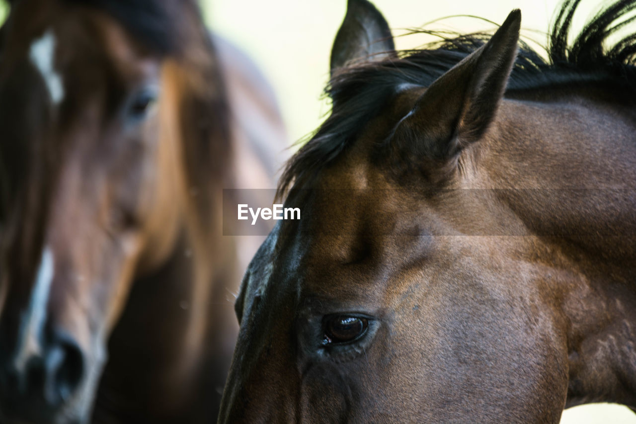 CLOSE-UP OF HORSES