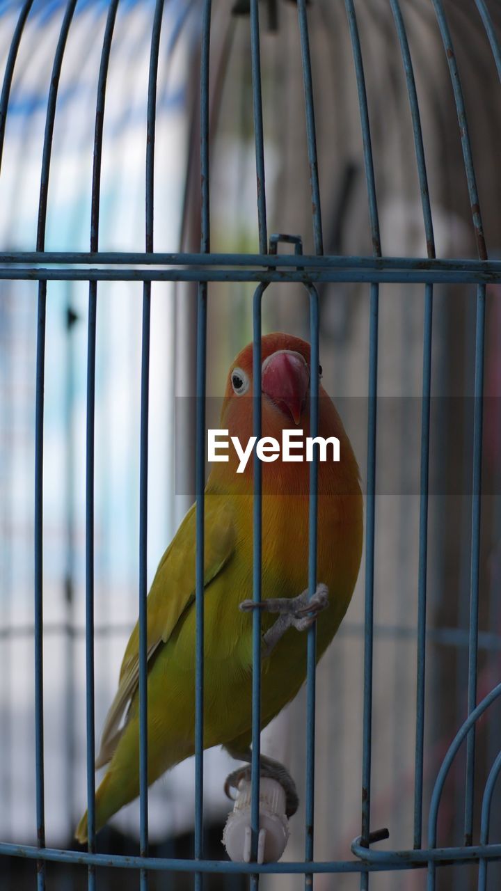 BIRD IN CAGE