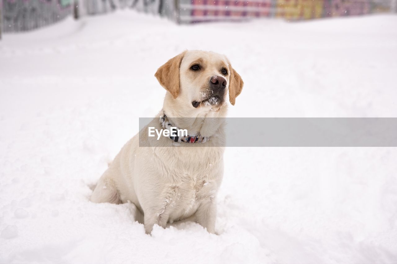 Dog lsitting on snow covered street