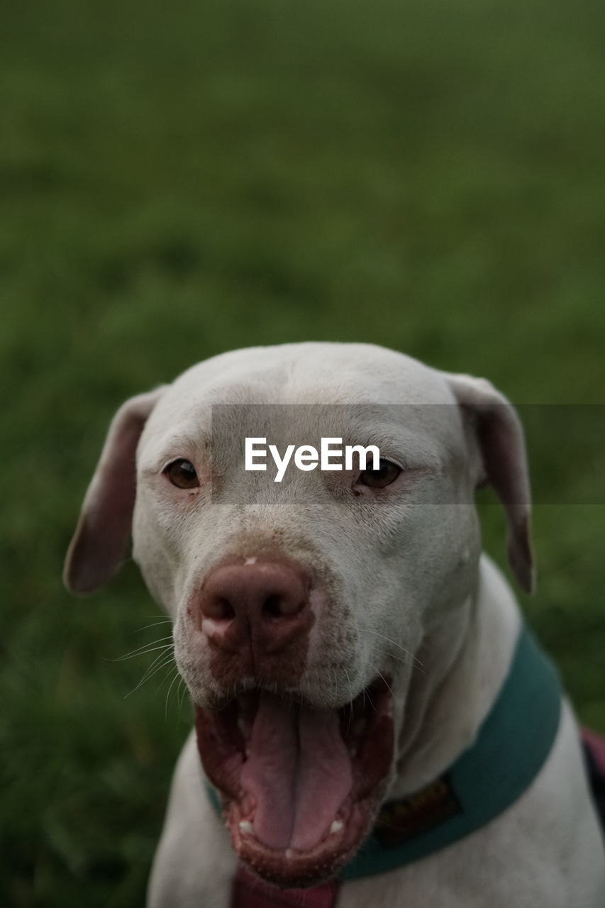 Close-up portrait of a dog