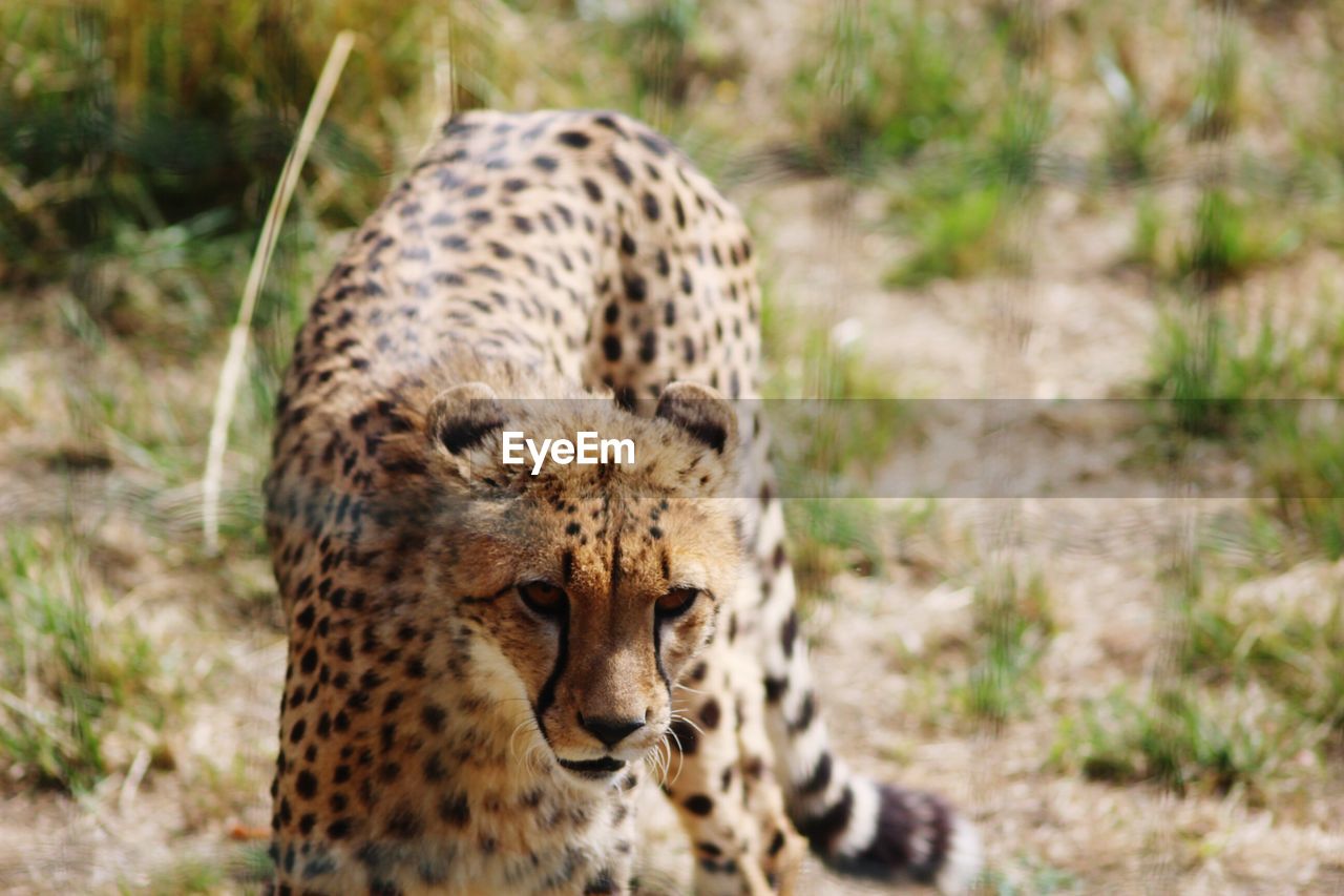 Portrait of a cheetah against blurred background