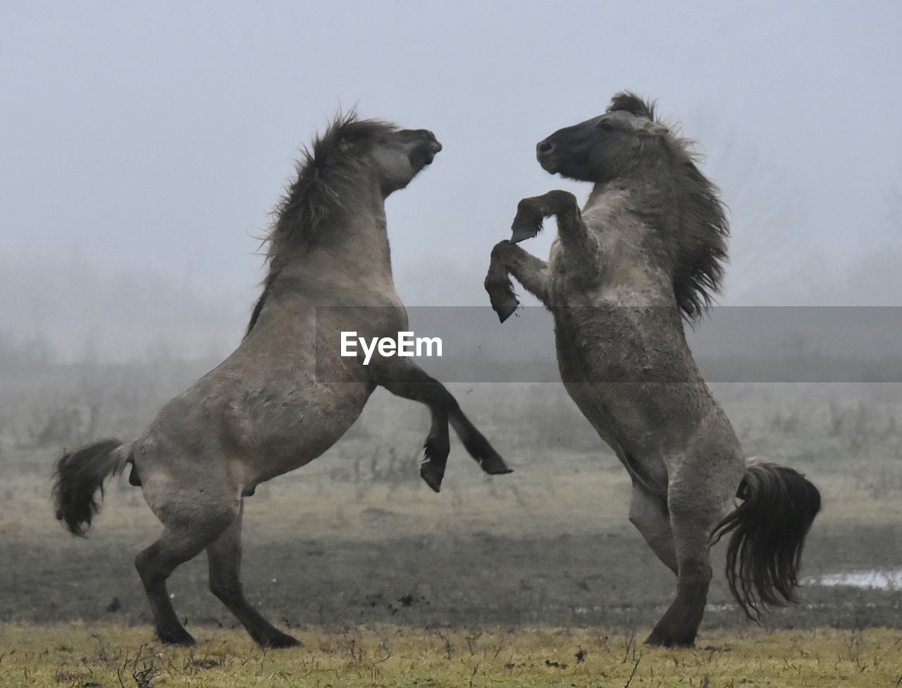 Two horses face to face 