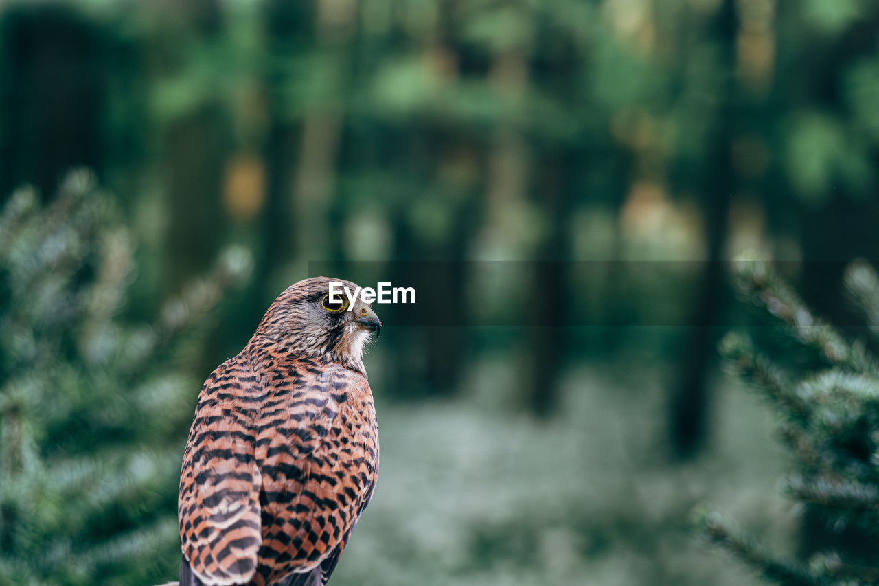 Common kestrel falco tinnunculus
