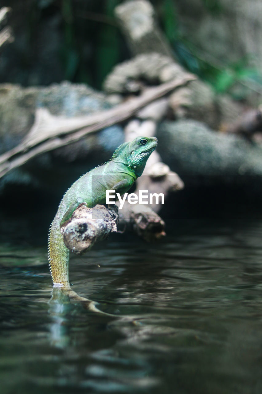 Close-up of turtle in lake