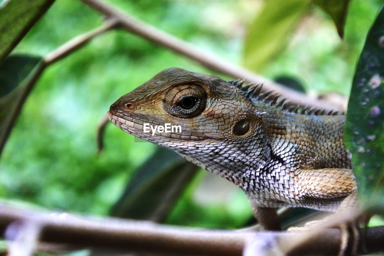 CLOSE-UP SIDE VIEW OF A LIZARD ON LEAF