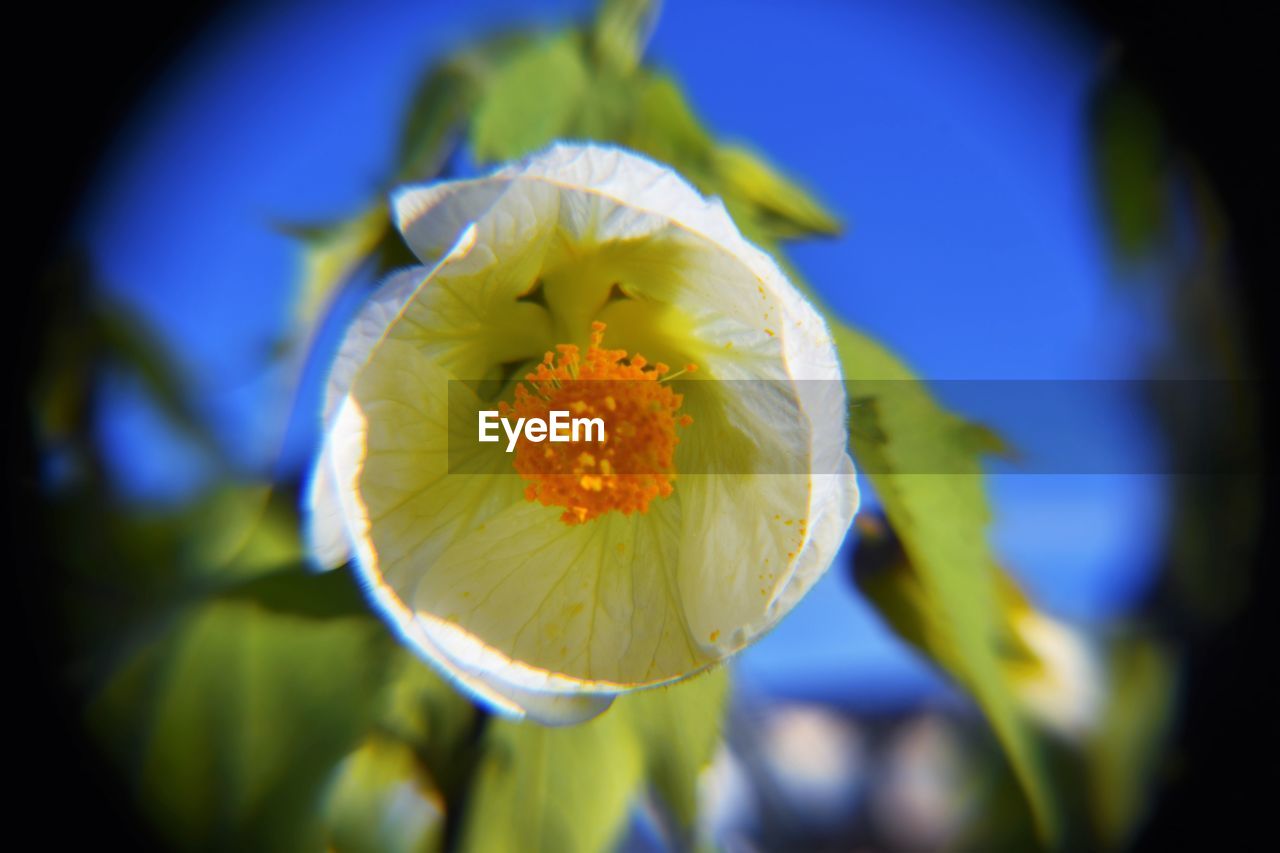 CLOSE-UP OF YELLOW FLOWER AND LEAVES