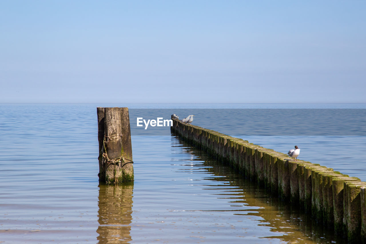 SEAGULL PERCHING ON WOODEN POST