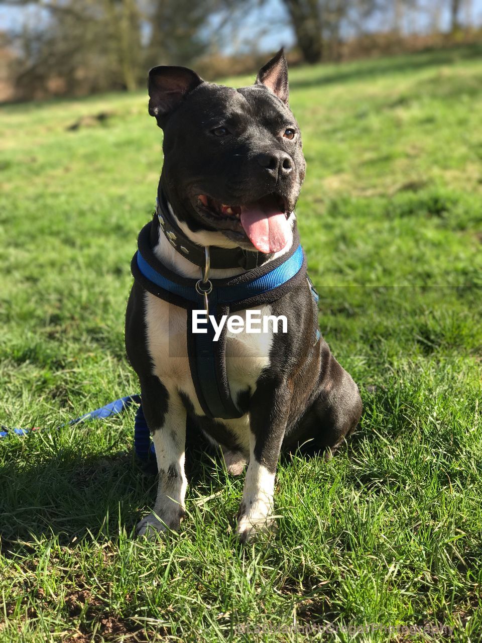 CLOSE-UP OF DOG ON GRASS IN FIELD