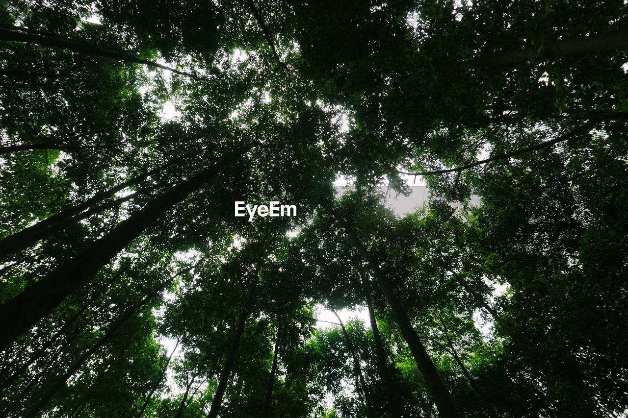 LOW ANGLE VIEW OF BAMBOO TREES