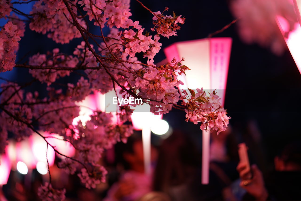 LOW ANGLE VIEW OF PINK CHERRY BLOSSOMS IN SPRING