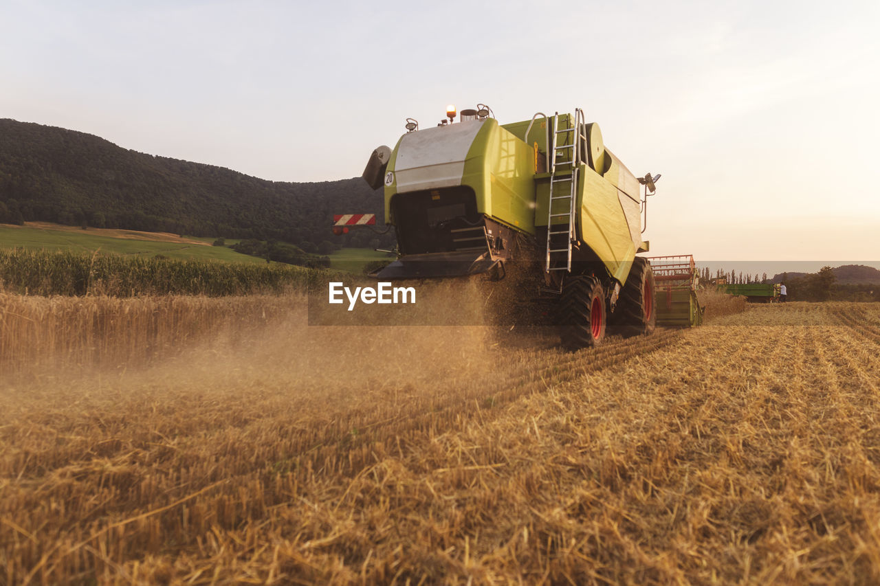 Organic farming, wheat field, harvest, combine harvester in the evening