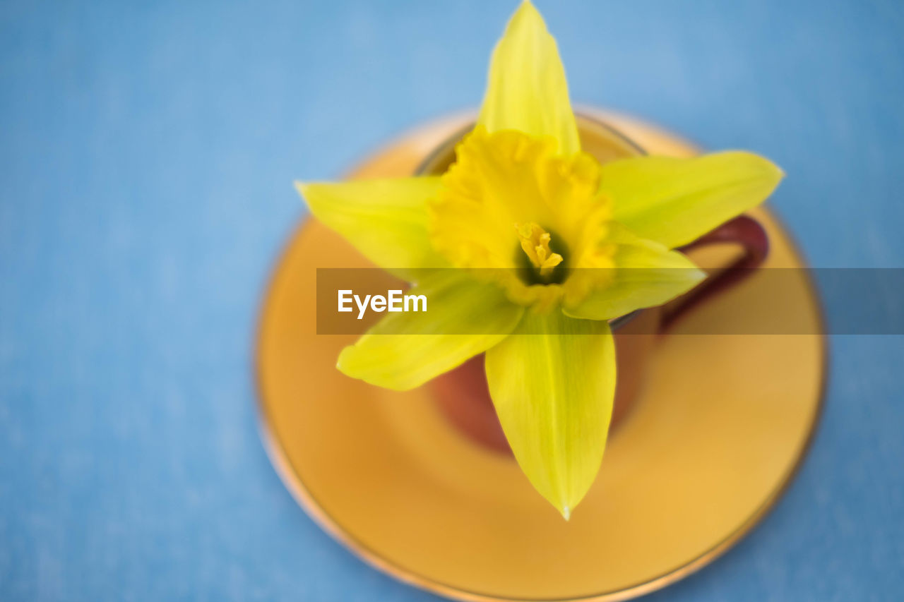 Close-up of yellow flower