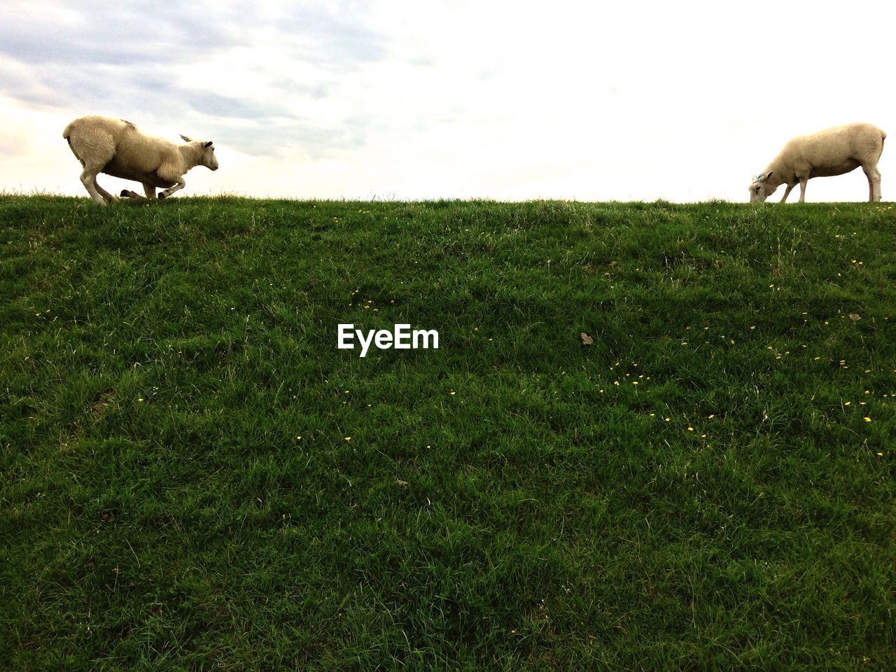 Low angle view of sheep on grassy hill