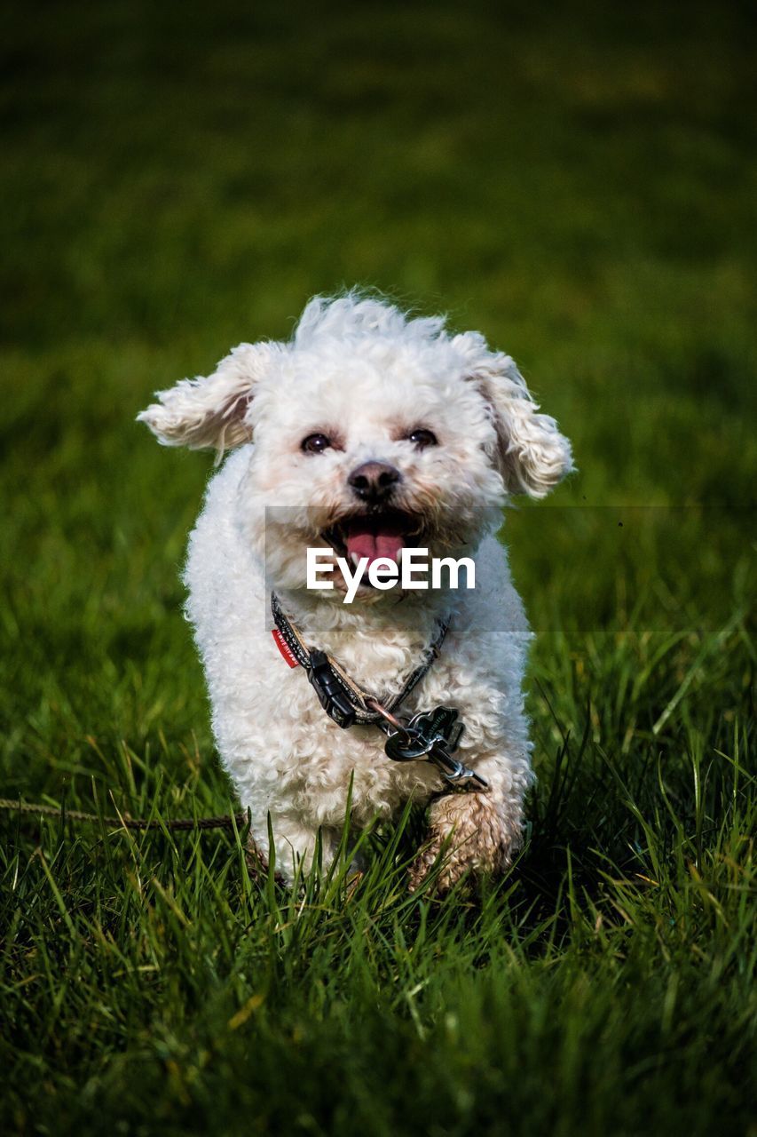 Portrait of dog on field