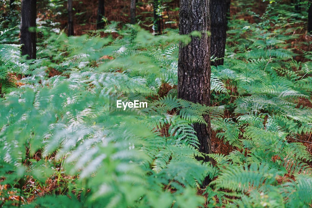 Trees growing in forest