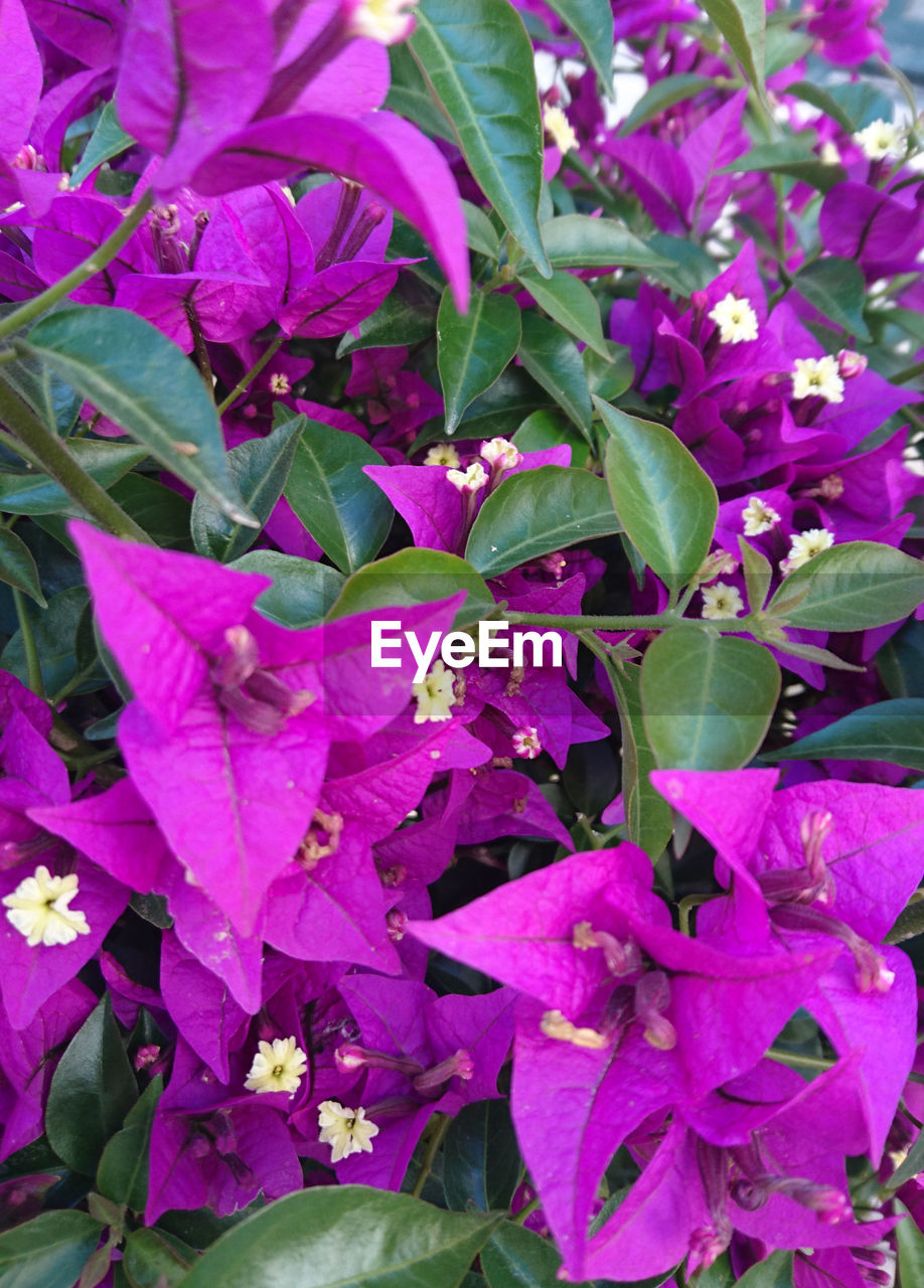 FULL FRAME SHOT OF PINK FLOWERS BLOOMING OUTDOORS